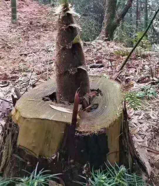 多图：竹笋的顽强生命力，远超您的想象