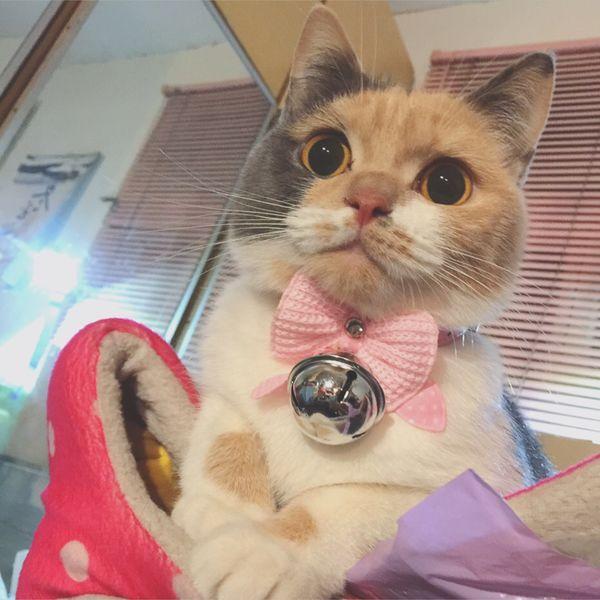 猫咪脱毛会不会长癣,猫咪长癣