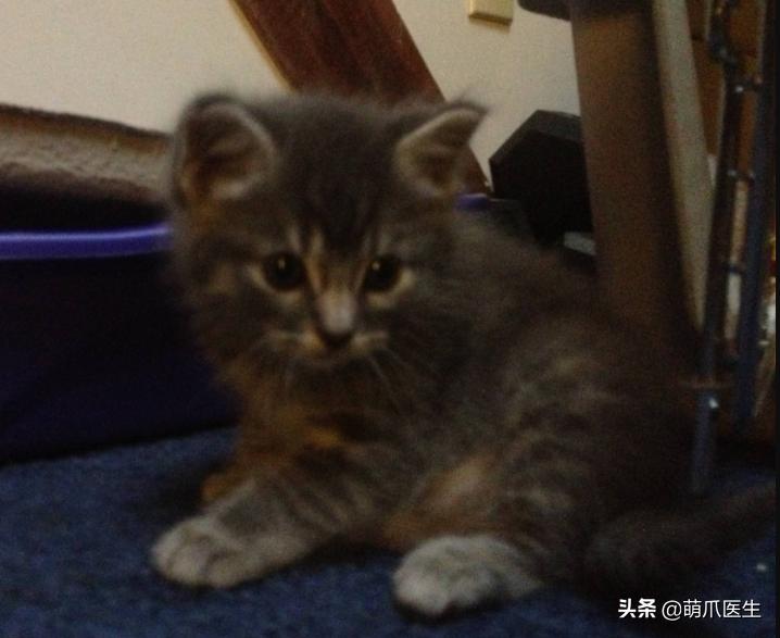 x光猫爪辟谣,猫爪x光是真的吗