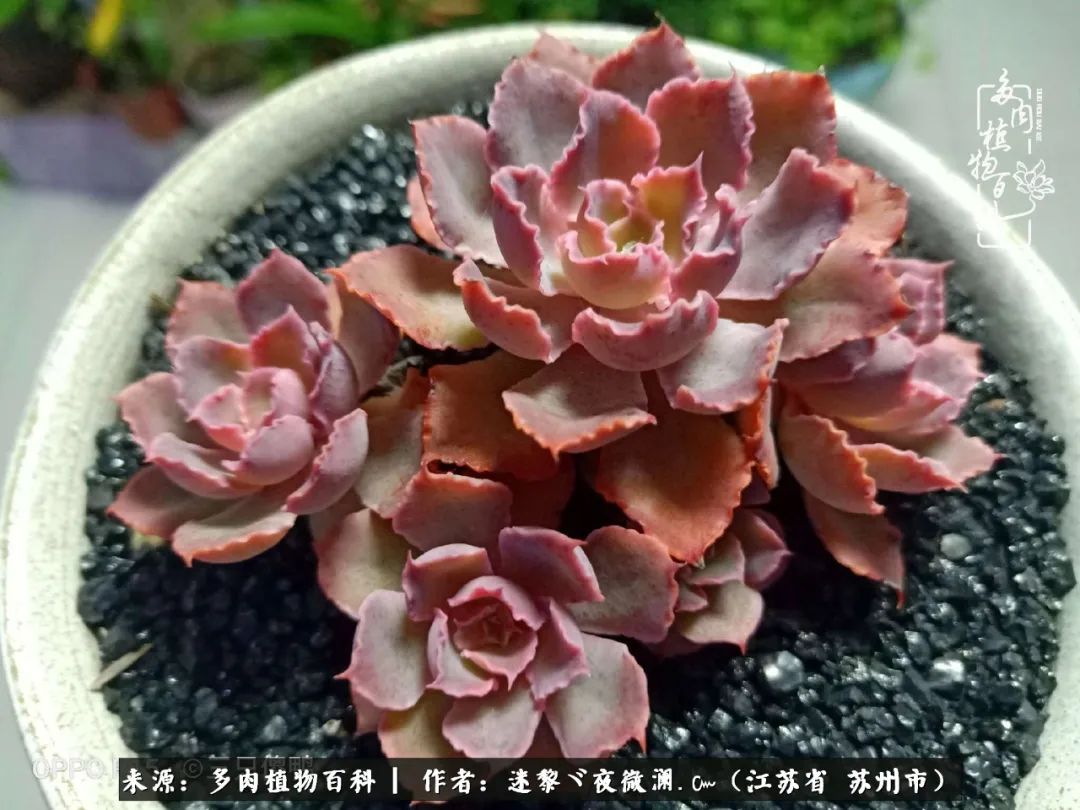 围观多肉版武林大会，一起穿越吧,下