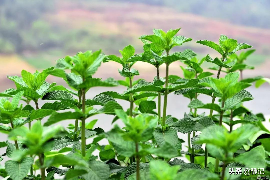 外国人迷恋香草,外国人迷恋中国美食