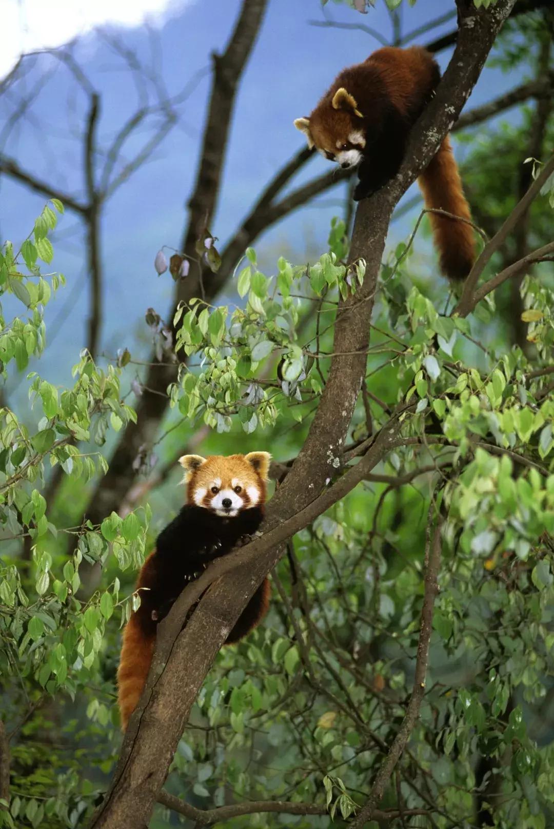 你才可爱你全家都可爱怎么回,你才可爱你全家都可爱出处