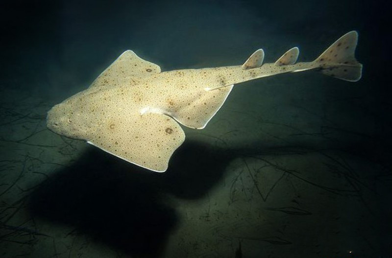 观赏淡水小鲨鱼种类及图片,海洋馆鲨鱼的种类名字