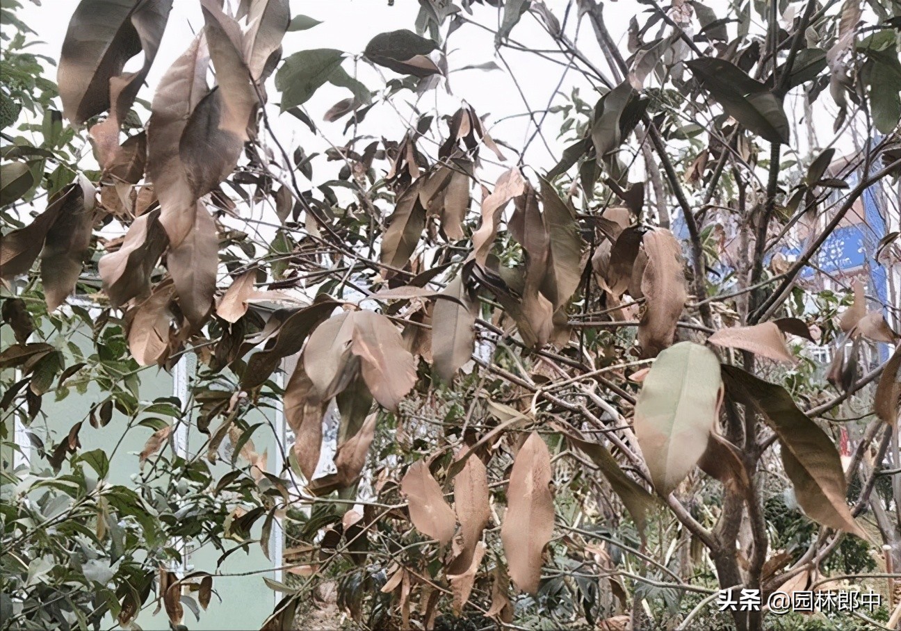 苗木冻伤了怎么补救,苗木霜冻了怎么补救