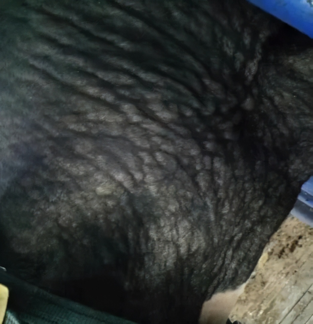 如何诊断牛瘤胃臌气,荷斯坦奶牛问题