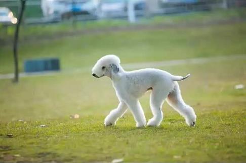 新生宠物狗怎么教,宠物小知识怎么训狗