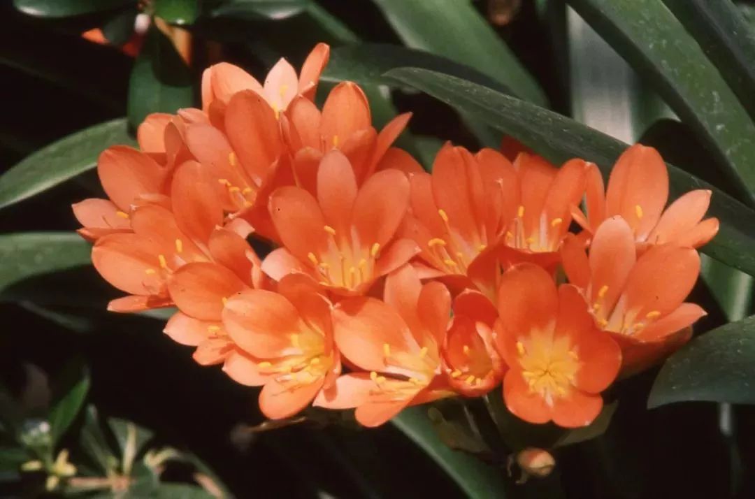 君子兰叶子有亮泽,君子兰最好的盆栽方法