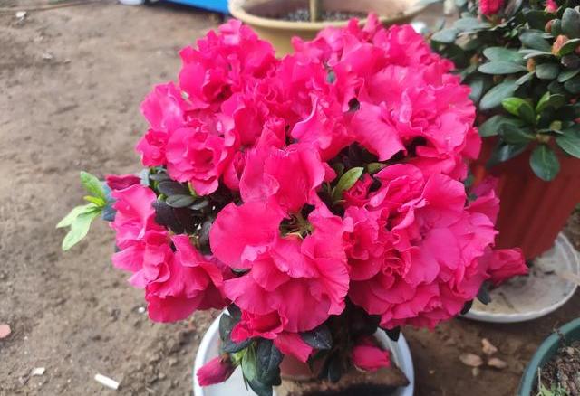 养杜鹃的十大注意事项,养杜鹃花要注意些什么