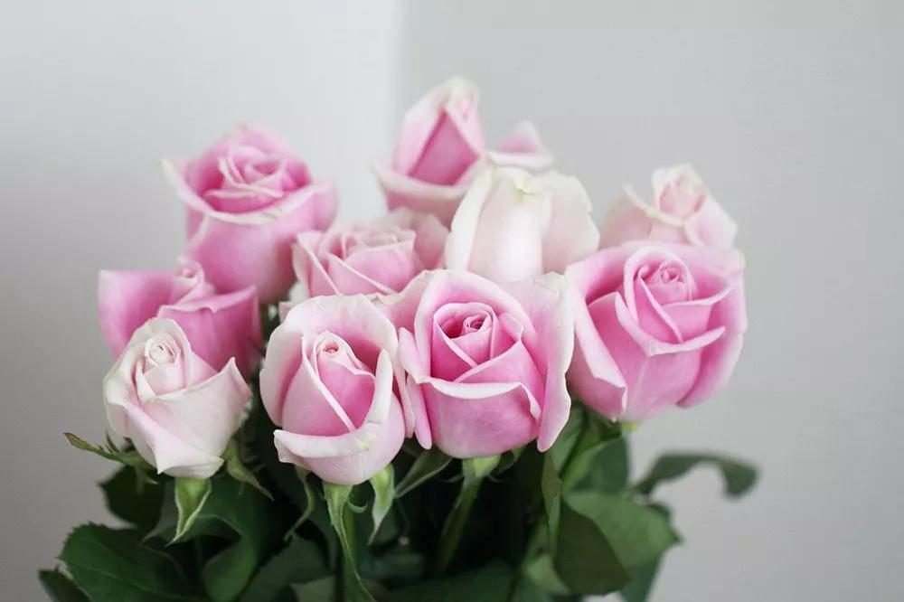 花店必备的5款玫瑰,花店常用的10款玫瑰花是哪些品种