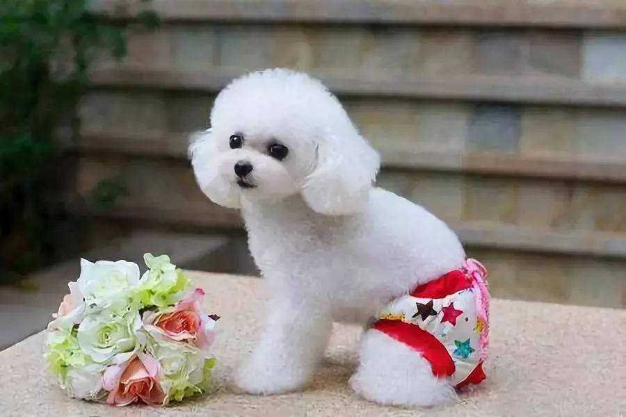 生理期的母狗狗，要怎样护理？要注意些什么？