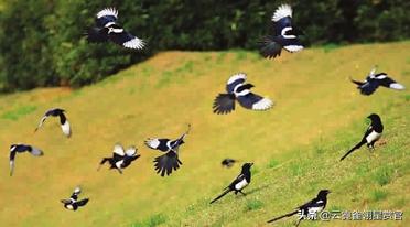 喜鹊枝头叫喜事已来到,喜鹊叫喜事到主人高兴