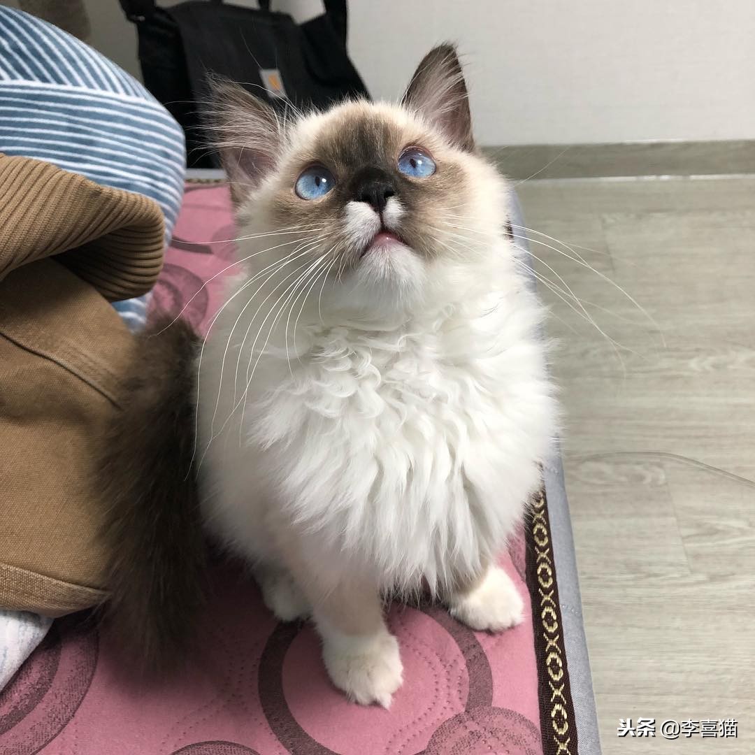 猫咪多大可以吃化毛膏和营养膏,猫咪营养化毛膏