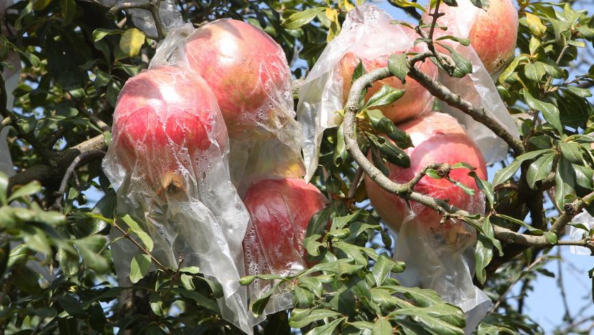 如何防治石榴裂果,石榴裂果防治视频