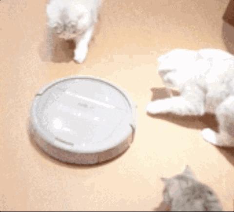 小狗警惕性高吠叫,宠物胆小