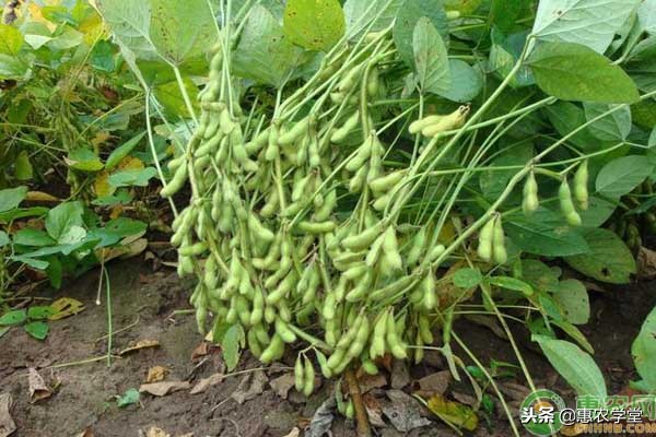 黄豆什么时间施肥施什么肥产量高,农村黄豆的种植方法