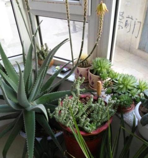 芦荟与什么东西搭配祛斑效果最好,脸上有斑怎样用芦荟祛斑