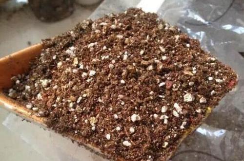 鸭脚木枝叶扦插不发芽,鸭脚木不黄叶的妙招