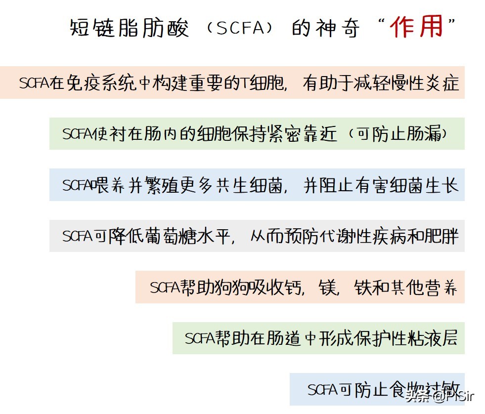 狗狗肠道菌群活跃度低,狗狗肠道菌群紊乱怎么调理
