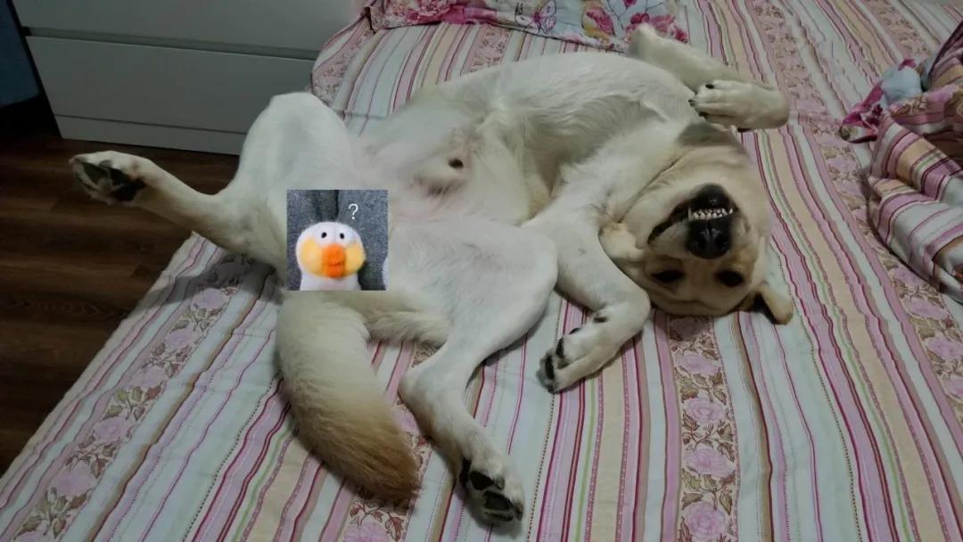 模仿狗狗睡姿,分享下你家狗子的睡姿