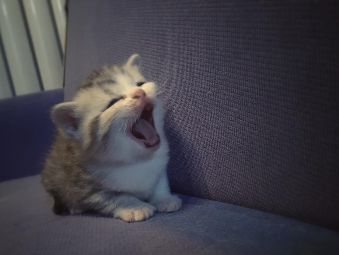 公猫脾气暴躁老是咬人怎么回事,猫咪晚上突然变得暴躁咬人