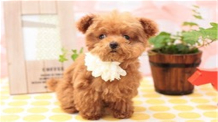 贵宾犬智商相当于人的几岁,贵宾犬智商高吗