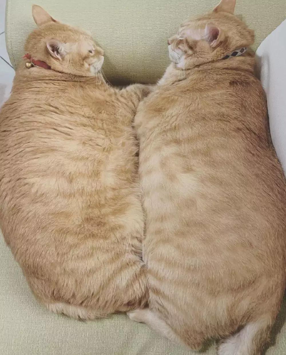 橘猫和兄妹的日常,橘猫兄妹最新视频大全