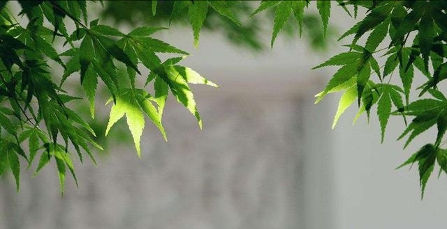 2018民谣歌曲大全100首,2018经典民谣推荐