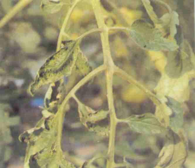 孔雀草枯了怎么办,孔雀草立枯病