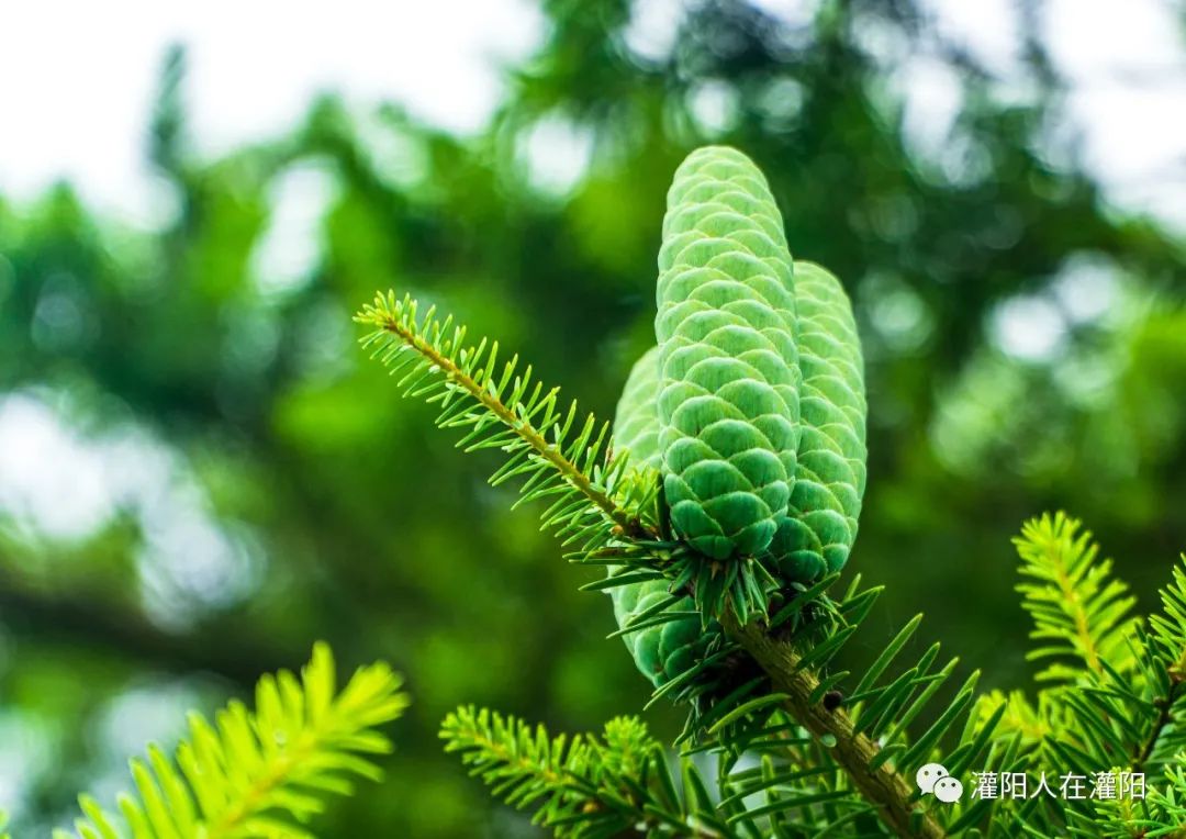 桂林周边村寨,桂林市乡野休闲山庄
