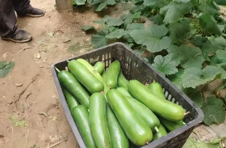 肥料不腐熟，叶片枯萎发黄，难道只能拔掉吗？教你一个补救措施