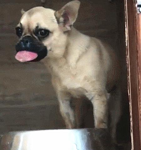 狗狗被马蜂蛰了表情包什么意思,狗狗树下贪玩被马蜂蜇成表情包