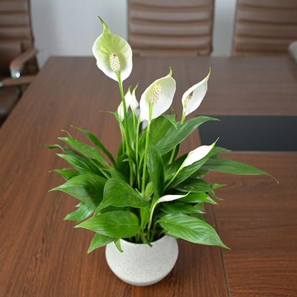 卧室最好养的2种花,3种花适合养在室内