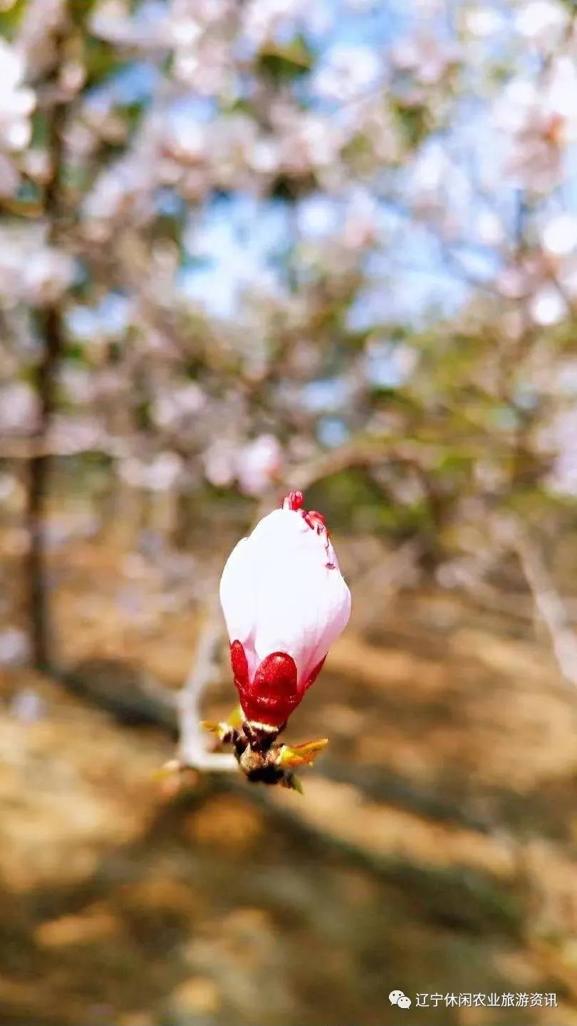 旅顺杏花村风景,旅顺杏花微雨醉春风