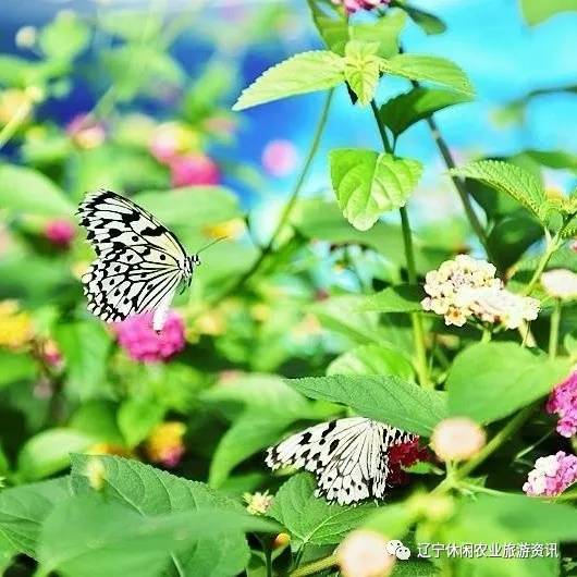 旅顺杏花村风景,旅顺杏花微雨醉春风