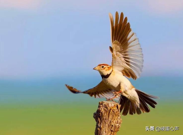草原百灵鸟歌唱家,草原百灵鸟经典歌曲