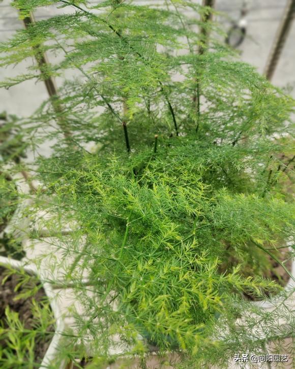 家庭养文竹能结种子吗,怎样把文竹养得粗壮又绿油油