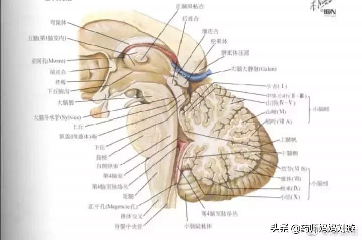 扒一扒减肥产品,扒一扒中国前世今生