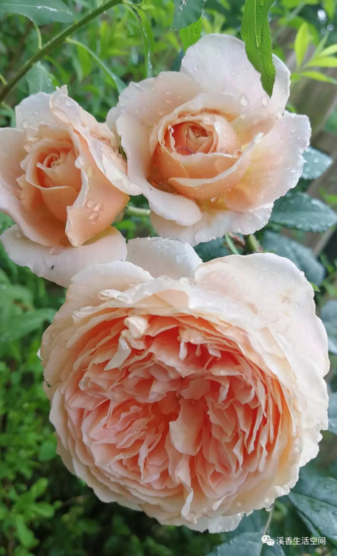 西溪南古村落惬意慢生活,徽州西溪南生活