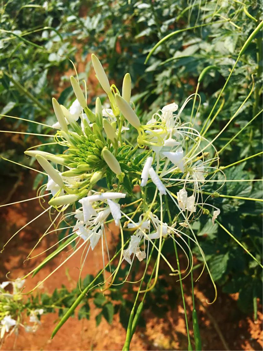洋沙湖二日游必去景点,洋沙湖旅游在哪里