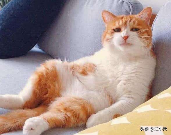 养宠物时出差怎么办,经常出差宠物怎么带