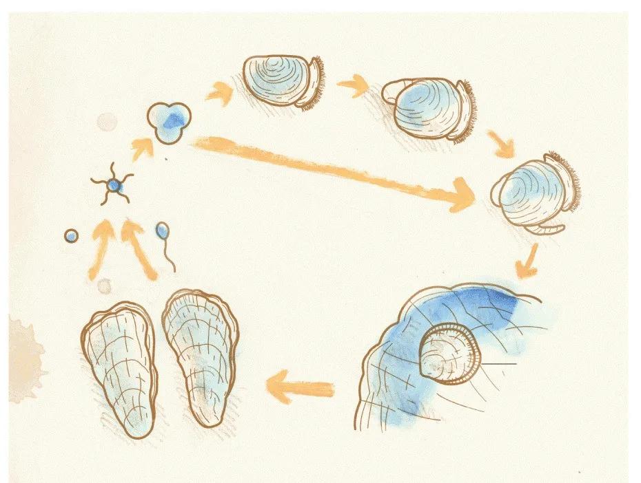不孕不育更好吃？这种湛江生蚝无心恋爱专注长肉
