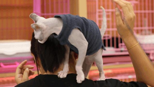 仙女猫专卖店介绍,仙女猫专卖店一览表