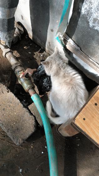 猫吃钢丝球视频,吃钢丝球的猫咪