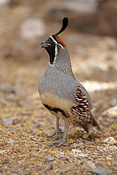 你认识吗丁啉,你认识吗