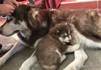 阿拉斯加五个月不粘人,阿拉斯加粘不粘人