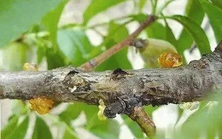 桃树流胶怎么治最有效,桃树流胶特效药哪里有出售