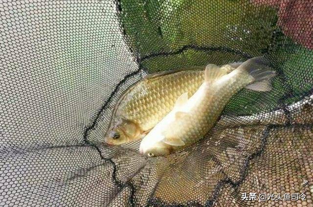 野钓为什么没有口,野钓为何没口而且顶漂