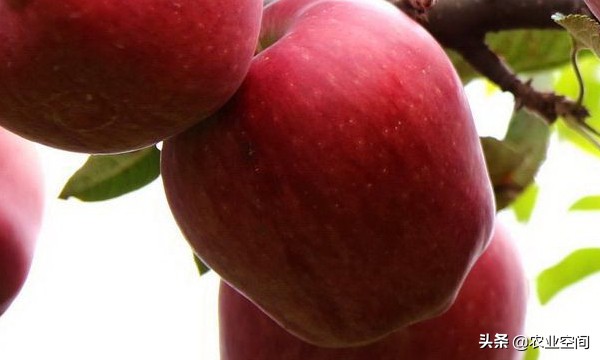 在苹果汁中不加香料，而加上葡萄汁，就能做出透明苹果葡萄汁饮料