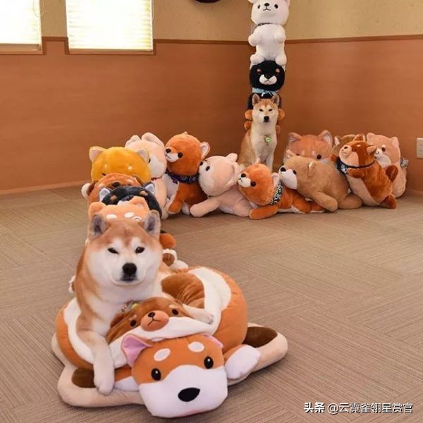 把柴犬放在一堆柴犬玩偶里,日本两只柴犬