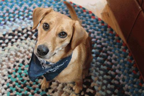 狗狗恨你的7大表现你家狗子有吗,狗狗有这些反应不是把你当主人